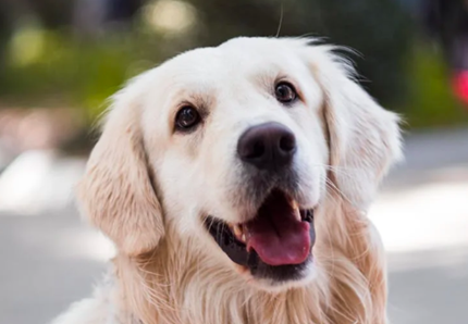 Aumenta la domanda di pet therapy negli ospedali italiani